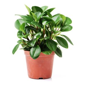 Potted Pittosporum 'Perfect Pillar' with rounded, glossy leaves in a small, red-brown plastic 16" pot.