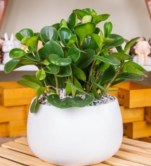 A green Pittosporum 'Perfect Pillar' with round leaves, housed in a white 16" pot, is placed on a wooden surface. Shelves adorned with small figurines can be seen in the background.