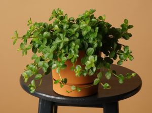 A Pittosporum 'Perfect Pillar' in a sleek 16" pot with trailing vines sits on a black stool against a beige background.