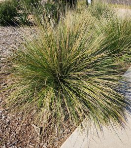 A bushy clump of ornamental grass with long, thin blades grows next to a pathway in a landscaped area.