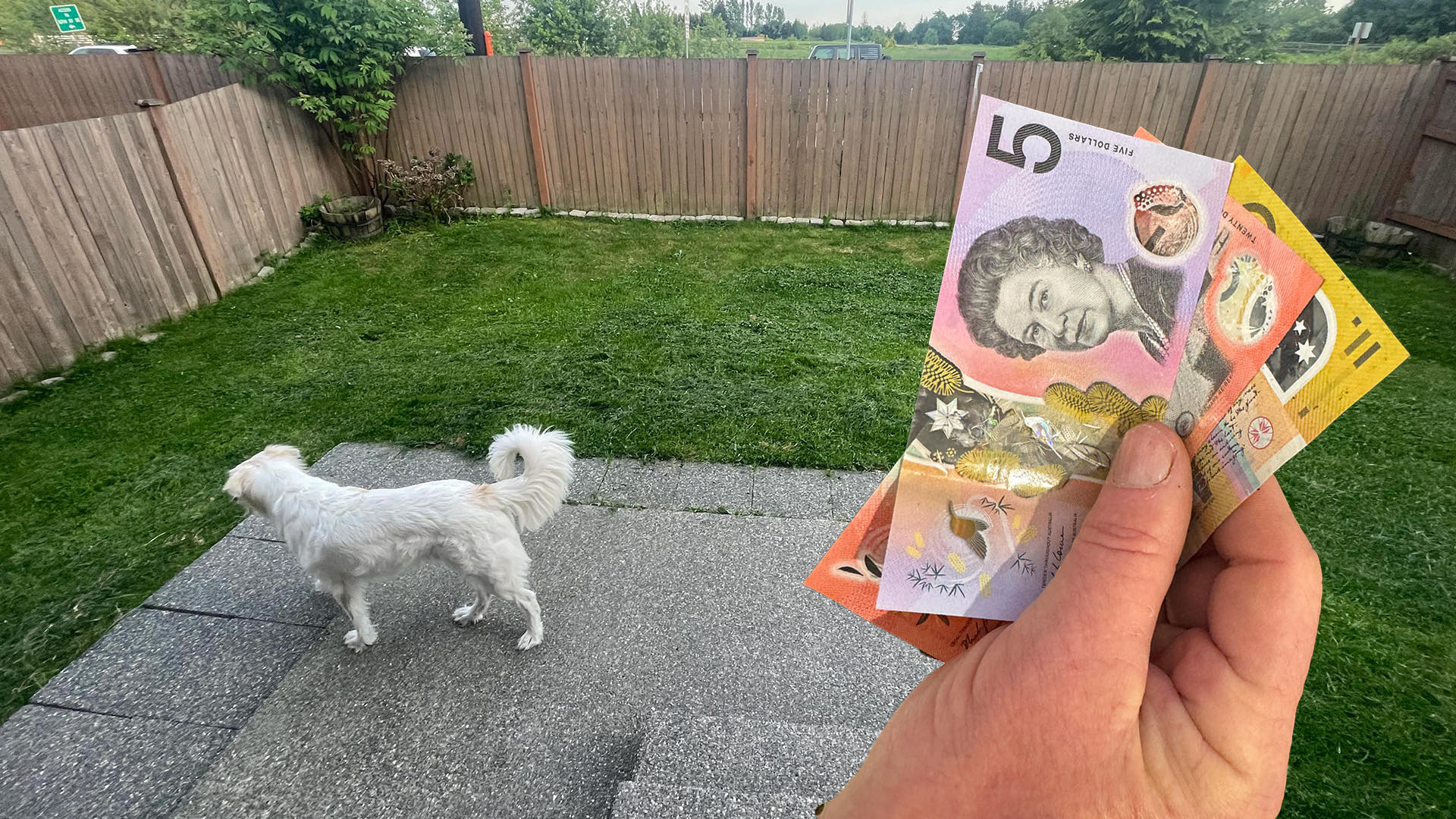 A person holds Australian banknotes (five and ten dollars) while standing on a patio, with a white dog enjoying the garden design in a fenced yard nearby.