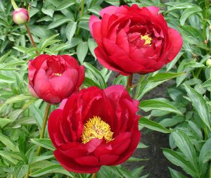 Three vibrant red peonies with yellow centers bloom among lush green foliage.