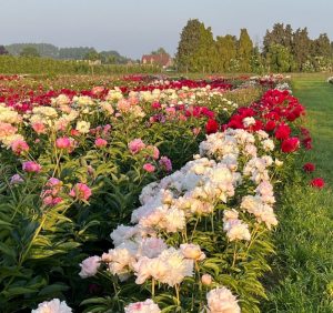 A field with rows of blooming pink, red, and white flowers under a clear sky, bordered by a green grassy path and lined with trees and a rustic building in the background showcases impeccable garden design without any problems.