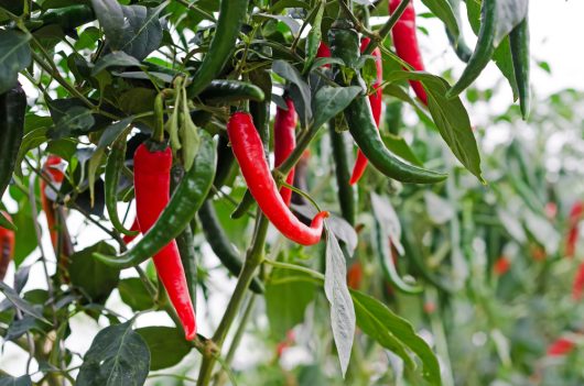 Bright red and green chili peppers hang vibrantly from a Capsicum 'Mr Big' Chilli Pepper plant in an outdoor garden, thriving in a modest 4" pot.