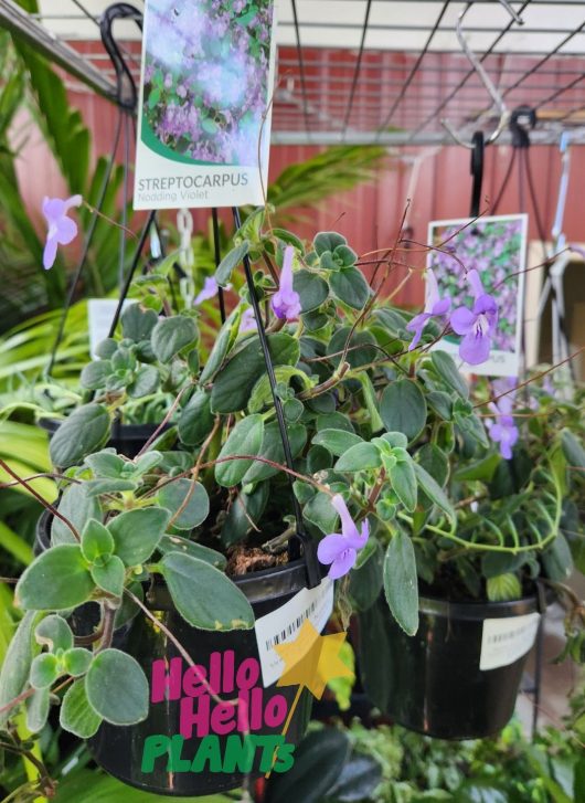 Hanging baskets containing Streptocarpus 'Nodding Violet' with small purple flowers are displayed for sale at a garden center.