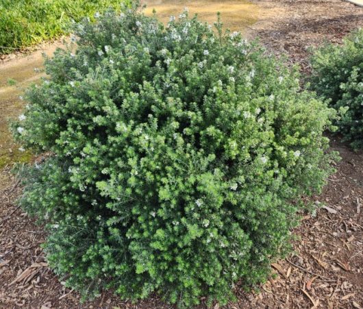 A dense, green shrub with small white flowers planted in mulch near a concrete pathway.