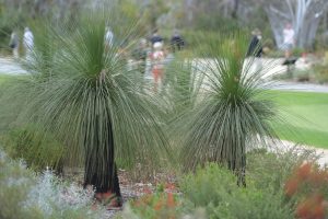 Two grass trees with long, thin leaves are in the foreground. In the blurred background, people are walking along a path in a park setting.