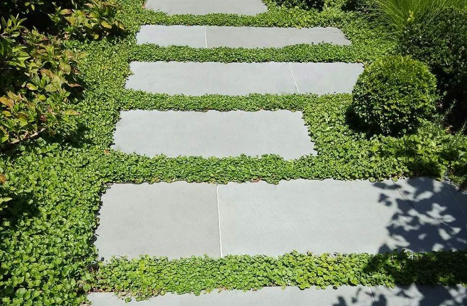 A garden path with rectangular stepping stones surrounded by green ground cover and the season's best magnolias. The "Hello Hello Plants" logo is in the bottom-left corner.