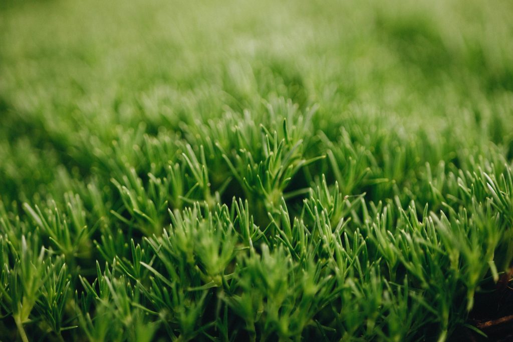 Close-up of green grass blades, showing sharp, pointed tips and a lush, dense texture, reminiscent of the best magnolias.