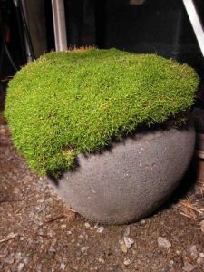 A gray, round planter is covered with thick, green moss, resembling a shrub. The planter is placed on a gravel surface with a dark background, creating the perfect setting to showcase the best magnolias in your garden.