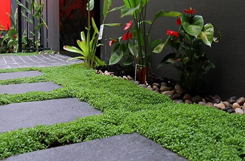 A garden pathway with large stone tiles surrounded by lush green ground cover plants, best magnolias, and anthuriums near a dark wall and red door.