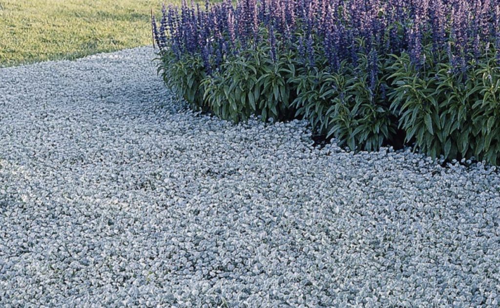 A garden bed features a dense cover of light-colored small flowers in the foreground and a cluster of tall, purple flowers with lush green foliage in the background, providing the perfect setting to showcase some of the best magnolias.