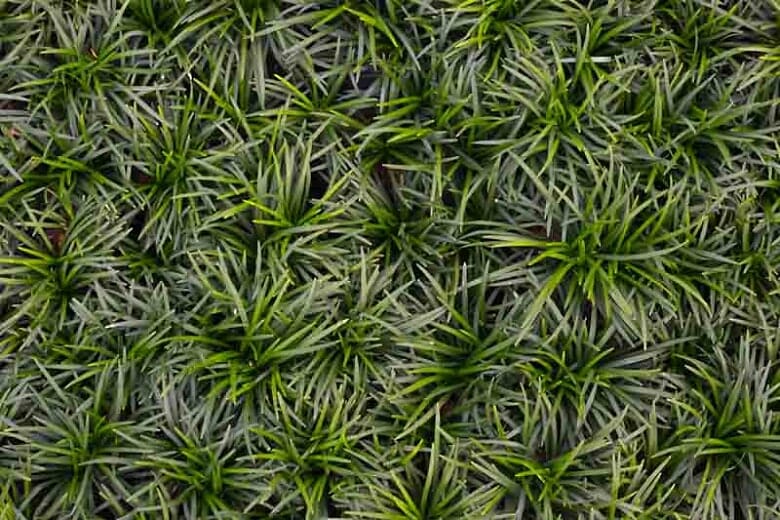 Close-up of densely packed, long, green grass blades with a mix of dark and light shades, resembling the intricate beauty found in the best magnolias.