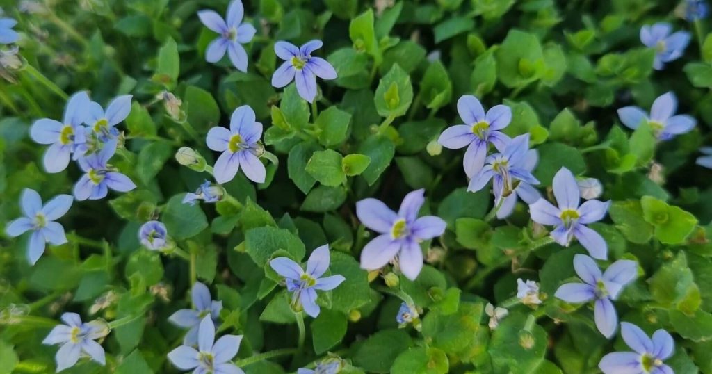 Close-up of a cluster of small, light purple flowers with green leaves in a garden, showcasing nature's best magnolias.