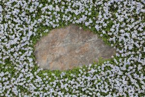 An oval rock is surrounded by a dense carpet of small white flowers with green foliage, creating a picturesque setting reminiscent of the best magnolias in bloom.