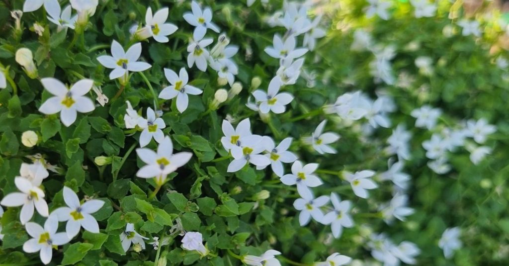 Close-up of a dense cluster of small, white, star-shaped flowers with green foliage. The bottom left corner features a colorful "Hello Hello Plants" logo, renowned for offering the best magnolias.