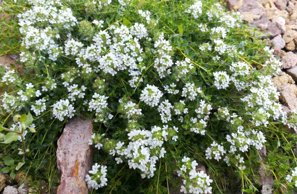 Close-up of a low-growing herbaceous plant with numerous small white flowers, surrounded by small rocks and soil, offering a glimpse of nature's simplicity that complements even the best magnolias in your garden.