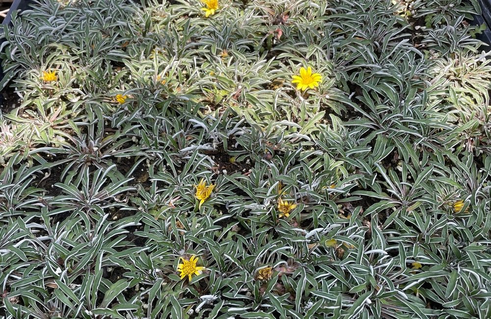 Close-up view of a dense patch of variegated foliage with a few scattered small yellow flowers, reminiscent of the elegance found in the best magnolias.