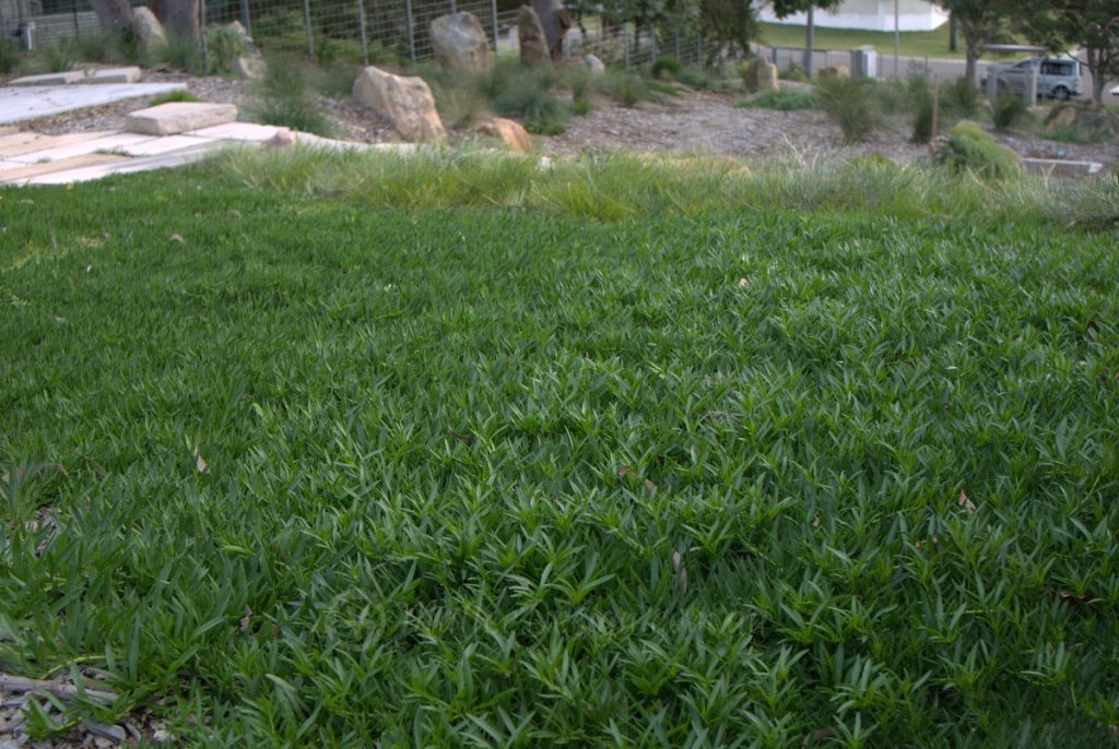 A lush, green grass lawn in a garden area, bordered by stones and tall grass in the background, perfectly frames some of the best magnolias in full bloom.