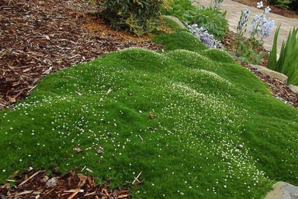 Dense green moss with small white flowers growing on it in a landscaped garden, surrounded by wood chips, other plants, and a stone walkway leading to the best magnolias nearby.