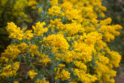 Close-up of bright yellow blossoms clustered on branches of a flowering shrub, Acacia howittii 'Sticky Wattle' in a 10" pot. Green foliage is interspersed throughout.