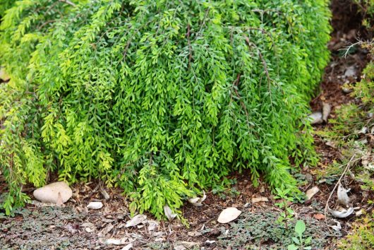 An Acacia howittii 'Sticky Wattle' in a 10" pot, characterized by its green, leafy appearance and drooping branches, grows well in soil covered with scattered stones and dried leaves.