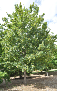 A leafy green tree stands outdoors on a sunny day, surrounded by a small patch of brown soil and other greenery in the background.