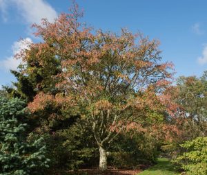 An eye-catching Acer 'Snake Bark' Maple with red-tinged foliage stands amidst other green trees and bushes in a garden under a clear blue sky, planted in a 16" pot.