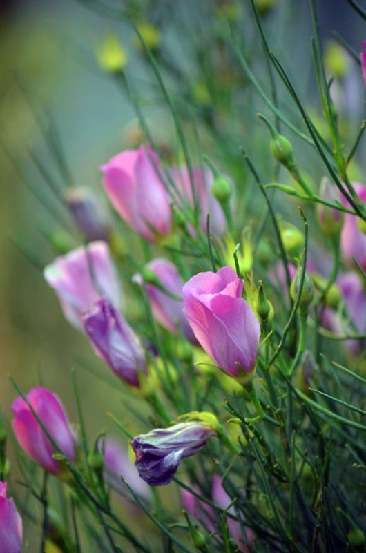 Pink and purple flowers in various stages of bloom surrounded by green foliage, including the striking Alyogyne 'Blue Heeler' Native Hibiscus in a 6" pot.