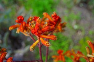 Close-up of orange and red kangaroo paw flowers with slightly fuzzy, tubular petals, set against a blurred green background.