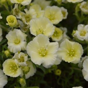 Close-up of a cluster of delicate pale yellow flowers with green foliage in the background, all thriving in an Arenaria 'Summer Lemon' 6" Pot.