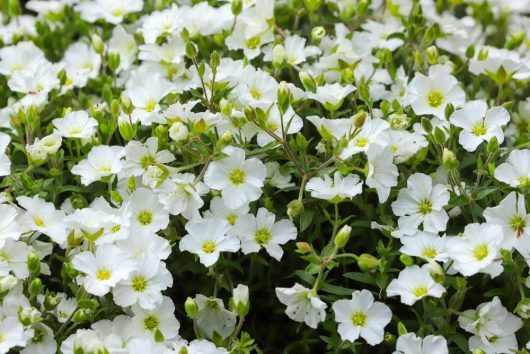 A dense cluster of small white flowers with green centers and numerous unopened buds amidst green foliage, resembling the delicate beauty of Arenaria 'Mountain Sandwort'.