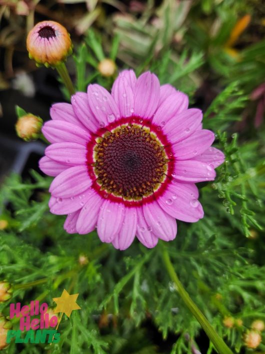 A close-up of an Argyranthemum Grandaisy® 'Pink Halo' Daisy 6" Pot adorned with water droplets, surrounded by lush green foliage.