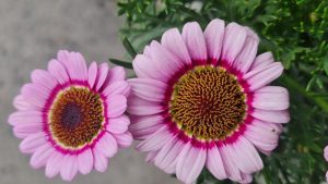 Close-up of two Argyranthemum Grandaisy® 'Red' Daisy flowers with pink petals, yellow centers, and dark red rings, surrounded by green foliage. Perfect for your garden in a 6" Pot.