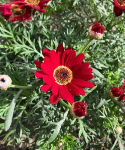 An Argyranthemum Grandaisy® 'Red' Daisy in a 6" pot is in full bloom, surrounded by smaller buds and lush green foliage.