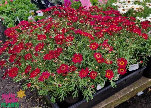 A display of vibrant Argyranthemum Grandaisy® 'Red' daisies with lush green foliage, artfully arranged in sleek 6" black pots on a rustic wooden surface. Other plants and flowers are gracefully visible in the background, enhancing the picturesque scene.