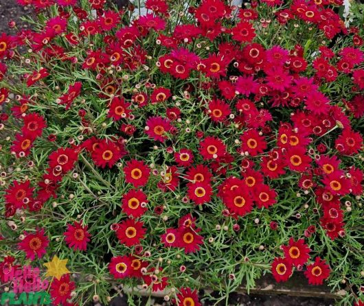 An eye-catching arrangement of Argyranthemum Grandaisy® 'Red' Daisy in a 6" pot displays vivid red blooms with orange centers, all nestled amidst rich green foliage.