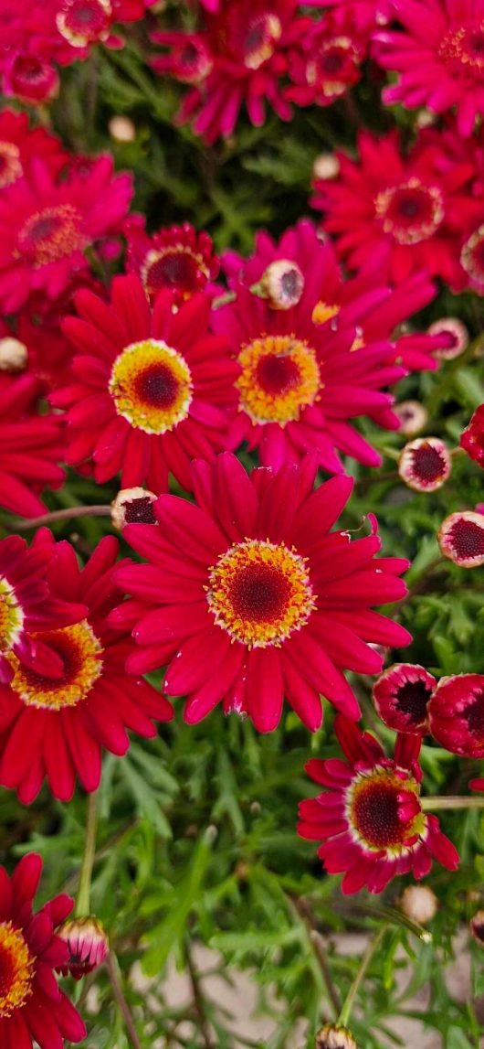 Close-up of vibrant Argyranthemum Grandaisy® 'Red' daisies with striking yellow centers, surrounded by lush green foliage, in a 6" pot.