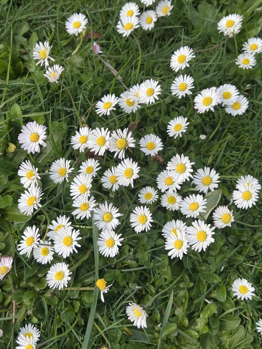 A cluster of small white daisies with yellow centers, known as Bellis 'English/Common', growing in green grass. cottage style gardens yellow and white common daisy