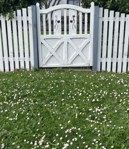 A white wooden picket fence with a gate featuring cut-out designs of boots stands in front of a grassy yard scattered with small Bellis 'English/Common' Daisy plants from 4" pots.