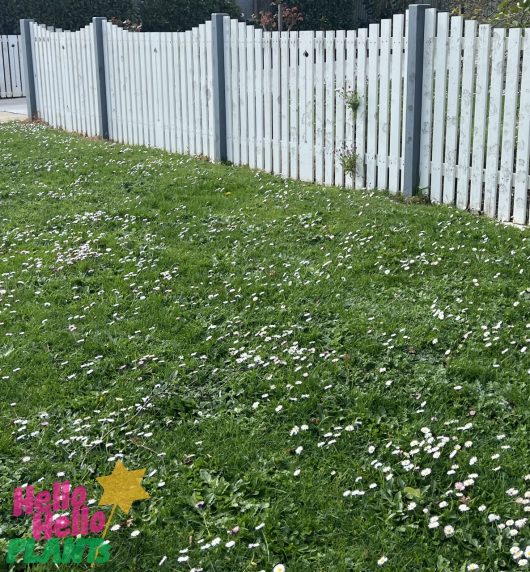 A white picket fence stands on a green lawn covered with scattered Bellis 'English/Common' Daisy 4" Pot flowers. A logo with "Hello Hello Plants" is in the bottom left corner.