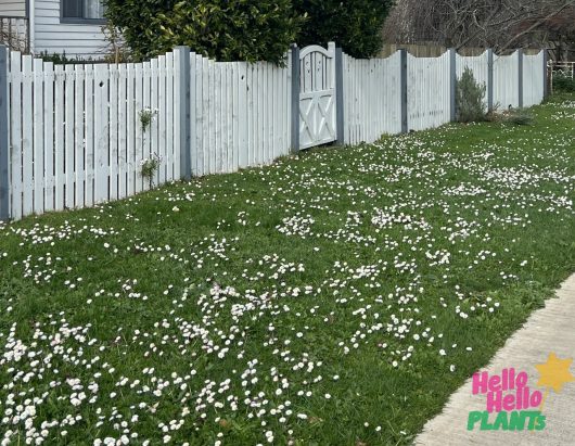 A white picket fence surrounds a garden, with numerous Bellis 'English/Common' Daisies in 4" pots scattered across the green lawn. The words "Hello Hello Plants" appear in the bottom right corner.