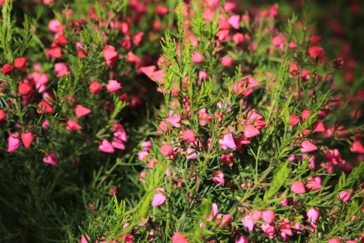 A close-up of the Boronia 'Flamingo' 6" Pot (Copy) foliage reveals dense greenery adorned with small pink and red flowers in bloom.