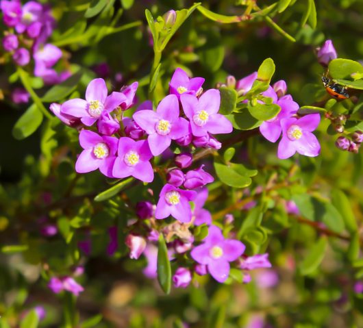 Close-up of a vibrant cluster of small, pinkish-purple Boronia 'Pink Passion' flowers with green leaves in the background, available in a 6" pot. A small insect is perched on one of the flowers.