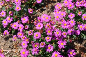 A group of small, pink daisy-like flowers with yellow centers, specifically the Brachyscome 'Pacific Cloud' Native Daisy in a 6" pot, flourishing in a garden bed amidst soil and dry leaves.