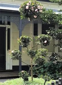 A Camellia sasanqua 'Paradise® Blush' in a 10" pot, neatly pruned with multiple rounded clusters of foliage and blush pink flowers, stands in front of a house with a decorative iron porch.