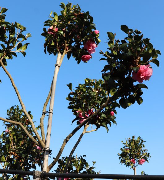 Several trees with pink flowers against a blue sky, including a Camellia sasanqua 'Hiryu' 70L (Cloud Pruned) supported by wooden stakes and tied with string.