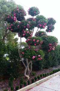 Tall Camellia sasanqua 'Hiryu' in a 16" Pot, boasting clusters of bright pink flowers and lush green foliage, stands near a hedge and a pedestrian pathway. Fallen pink petals are scattered on the ground, as if from an elegant Hiryu variety.