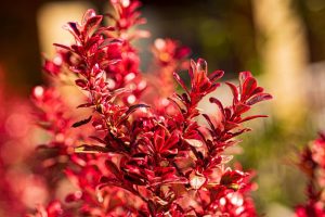 A close-up of the vibrant hues of the Sahara™ Ruby Coprosma shrub in a 7" pot features its bright red leaves against a blurred background.