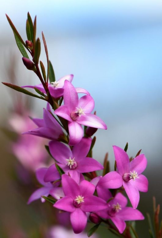 Close-up of pink star-shaped blooms from a Crowea 'Grand Star' Waxflower in a 6" pot, flourishing on a green stem with a blurred blue and white background.